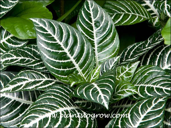 The white veins are a decorative feature of this plant.